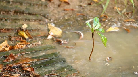 Brick road background with rain dropping  , Chiangmai Thailand   库存影片 142721857
