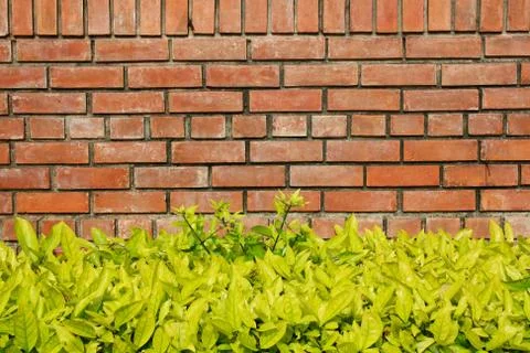 Brick wall and bramble Stock Photos