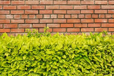 Brick wall and bramble Stock Photos