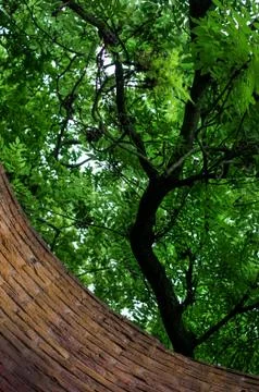 Brick wall and branches of a tree Stock Photos