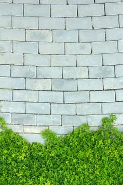 Brick wall and green leaf Stock Photos