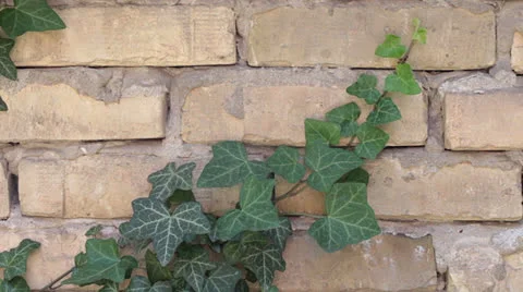 Brick Wall and Ivy Stock Footage 24834320
