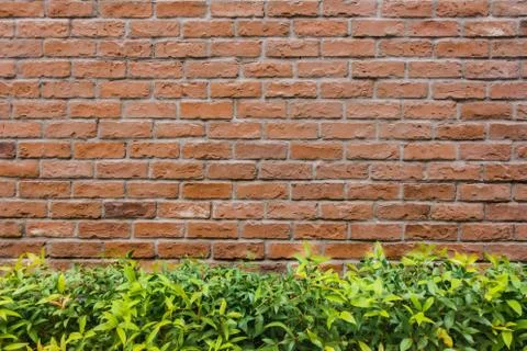 Brick wall and tree background Stock Photos