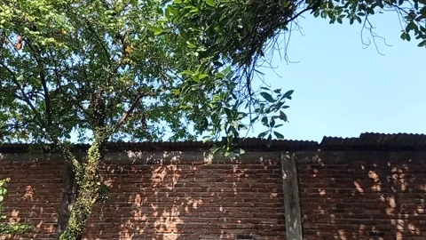 A brick wall and a tree under the blue sky Stock Footage 137067464