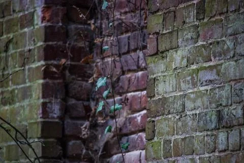 Brick Wall and Vines Stock Photos