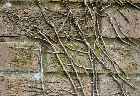 Brick wall background with climbing branches. Close up. Stock Photos
