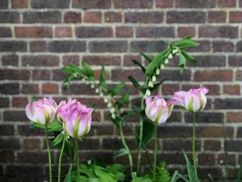 Brick wall background with flower Stock Photos