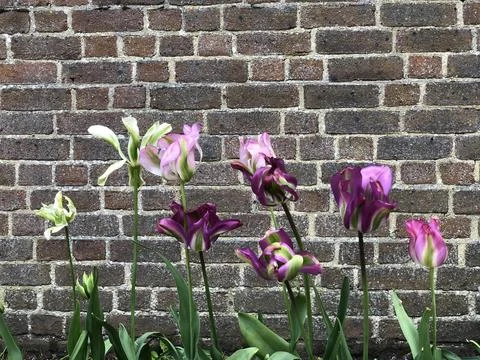 Brick wall background with flower Stock Photos