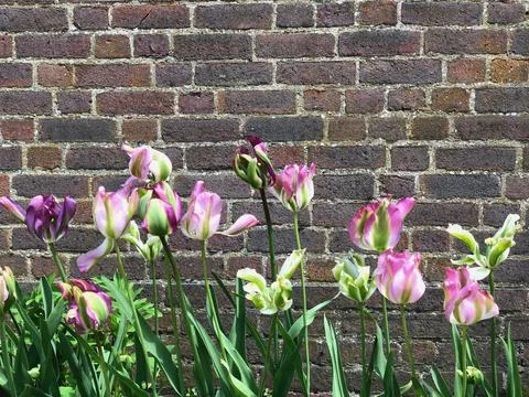 Brick wall background with flower Stock Photos