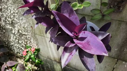 Brick wall background with purple leafy plants Stock Photos