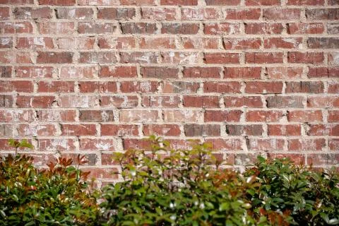 Brick wall background with shrubs at the bottom 스톡 사진