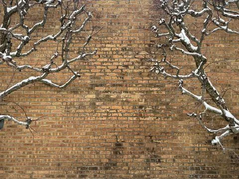 Brick Wall Background with Snowy Tree Branches Stock Photos