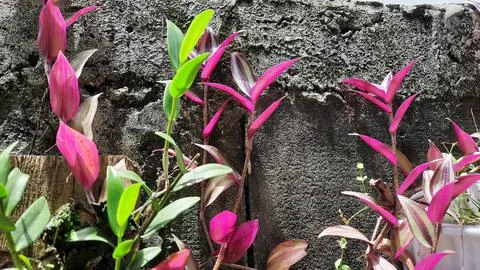 Brick wall background with various purple leafy plants Stock Photos