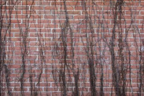 Brick wall background with vertical  vines Stock Photos