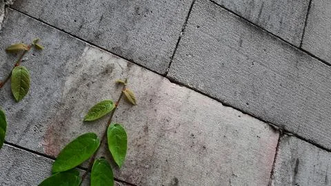 Brick wall background with vines Stock Photos