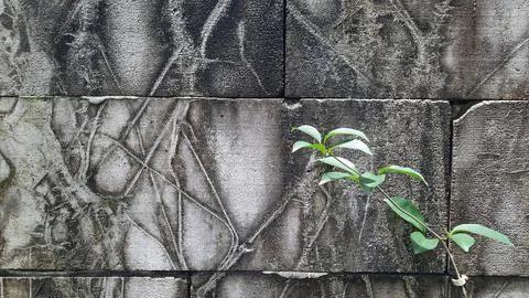 Brick wall background with vines on the right Stock Photos