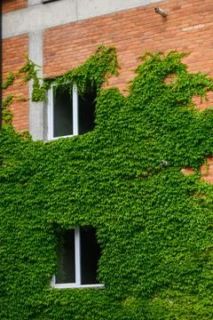 Brick wall of a building densely covered by climbing ivy Stock Photos