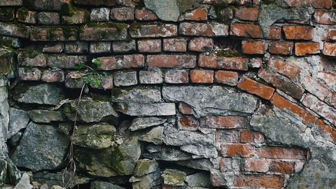 Brick wall covered with moss Stock Footage 84830521