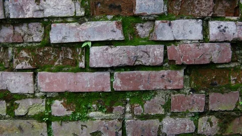 Brick wall is destroyed from high humidity Stock Footage 78920476