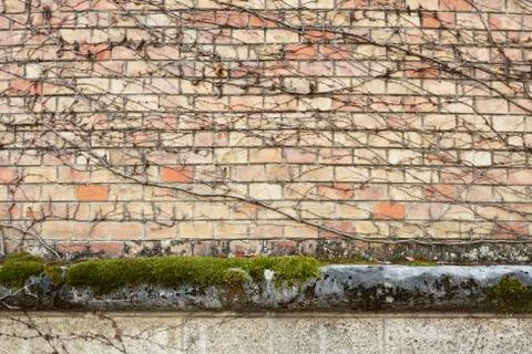 Brick wall with dry branches Stock Photos