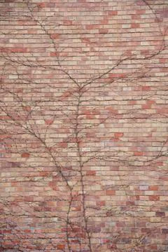 Brick wall with dry branches vertical Stock Photos