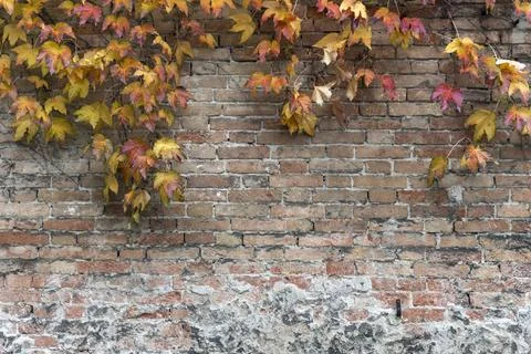 Brick wall by fall Stock Photos