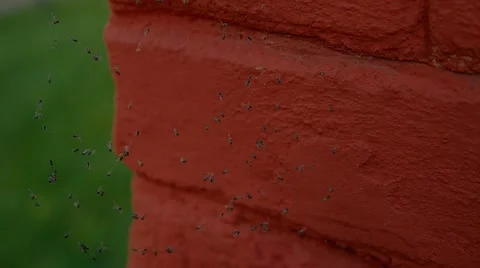 Brick wall, flies in the web Видео 55805823