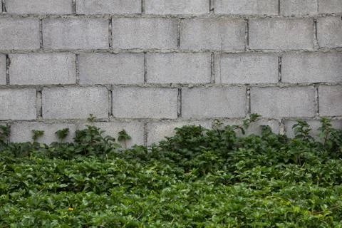 Brick wall grass. Stock Photos