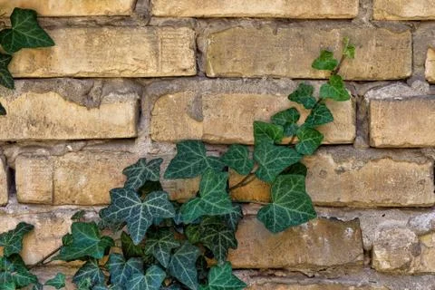 Brick Wall with an Ivy Creeper Foto stock