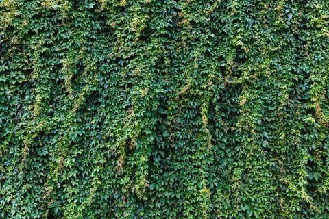 Brick wall with ivy Stock Photos