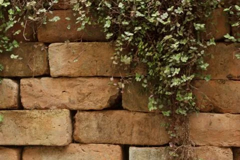 Brick wall with ivy Stock Photos