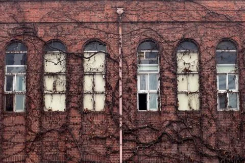 Brick wall with ivy Stock-Fotos