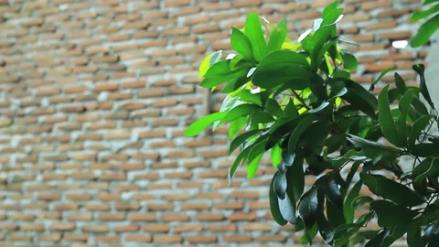 Brick wall with leaves in foreground Stock-Footage 197643580