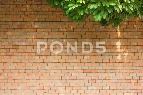 Brick wall with leaves Stock Photos