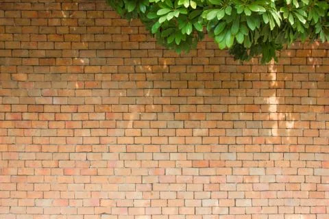 Brick wall with leaves Stock Photos