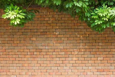 Brick wall with leaves Stock Photos