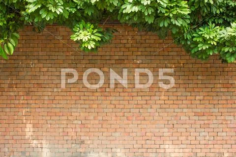 Brick wall with leaves Stock Photos