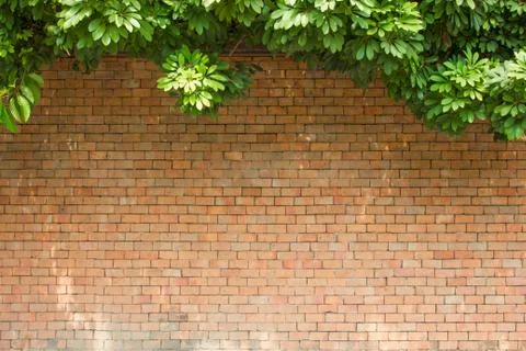 Brick wall with leaves Stock Photos