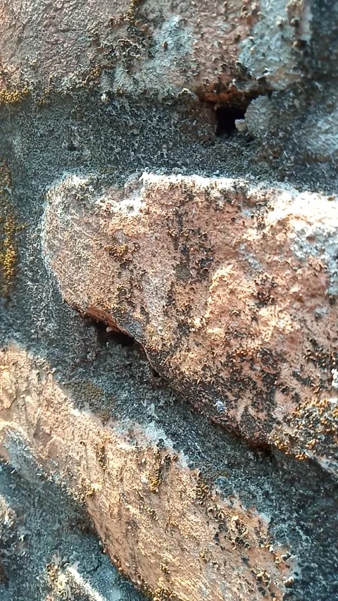 Brick wall with mosaic Stock Footage 268965835