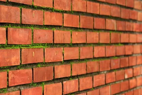 Brick wall with moss growing out of it. Stock Photos