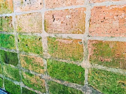 Brick wall with moss. Stock Photos