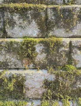 Brick Wall with Moss Texture Background Stock Photos