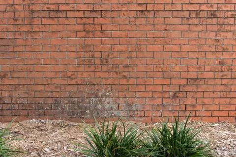 Brick wall with mulch and monkey grass for use as background. Stock Photos