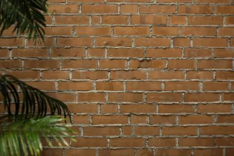 Brick wall with palm tree Stock Photos