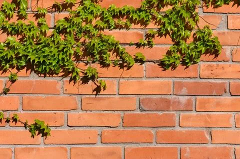 Brick Wall Partially Covered with Boston Ivy Climbing Plant Stock Photos