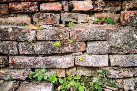 Brick wall Stock Photos