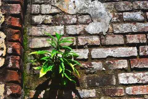 Brick Wall Stock Photos