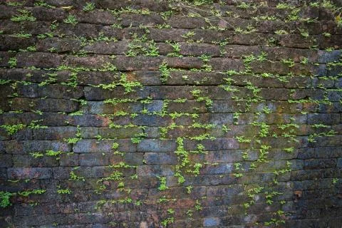 Brick wall Stock Photos