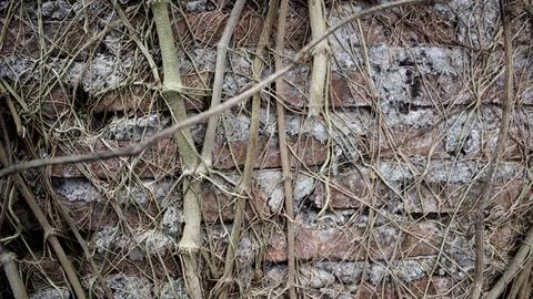 Brick wall Stock Photos