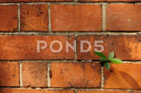 Brick wall with a plant on it Stock Photos